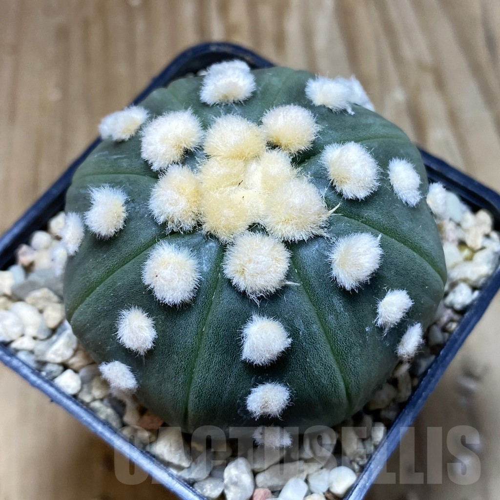 SH8813 Astrophytum asterias 'Ooibo'