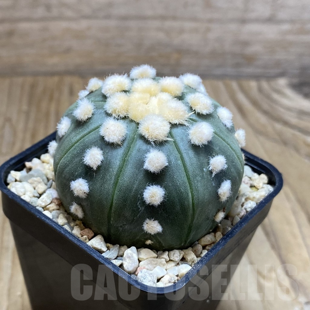 SH8813 Astrophytum asterias 'Ooibo' - Image 2