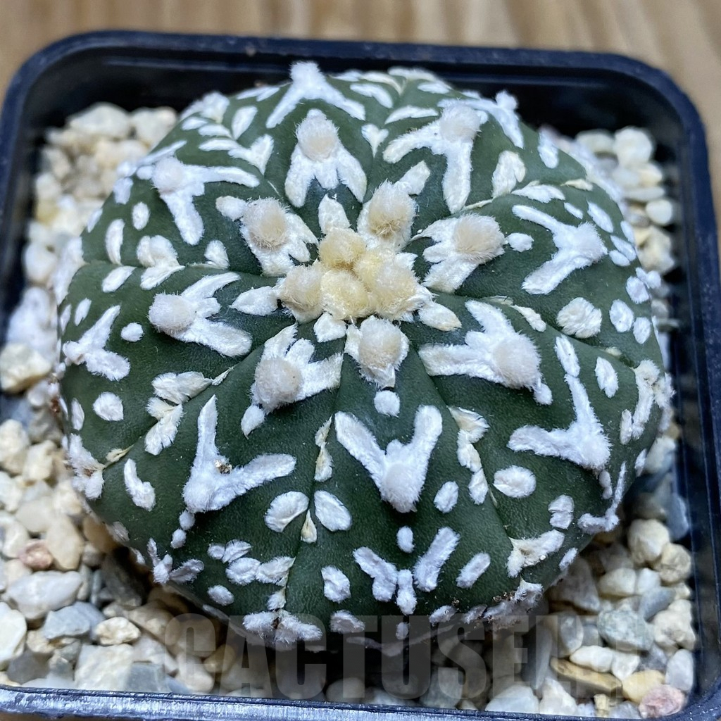 SH8816 Astrophytum asterias ‘Super Kabuto’ V-type f. nudum