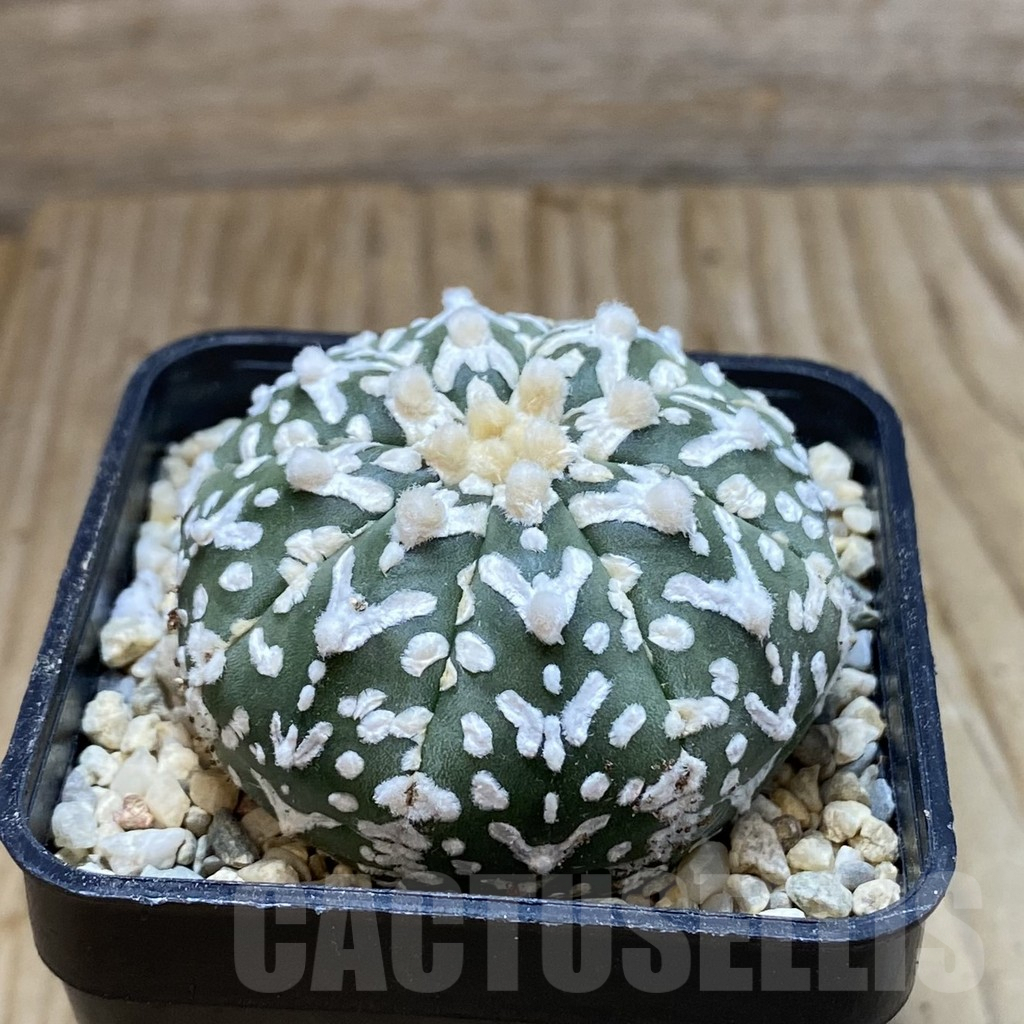 SH8816 Astrophytum asterias ‘Super Kabuto’ V-type f. nudum - immagine 2