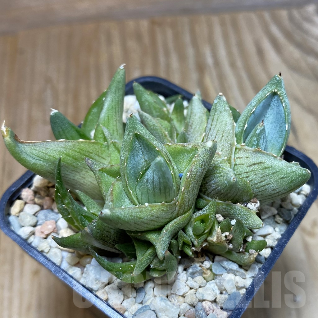 SH8764 Agave pumila f. caespitosa