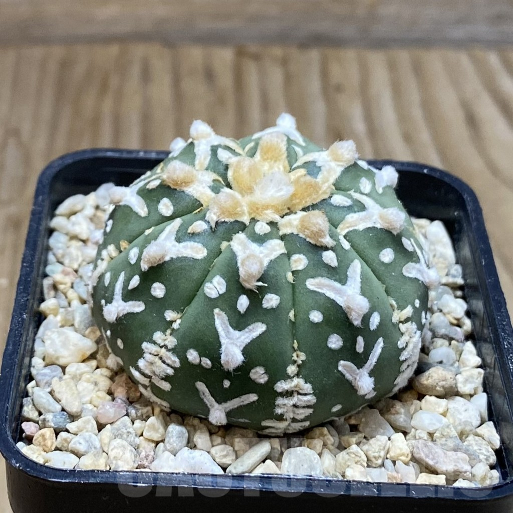 SH8817 Astrophytum asterias ‘Super Kabuto’ V-type f. nudum - Image 2