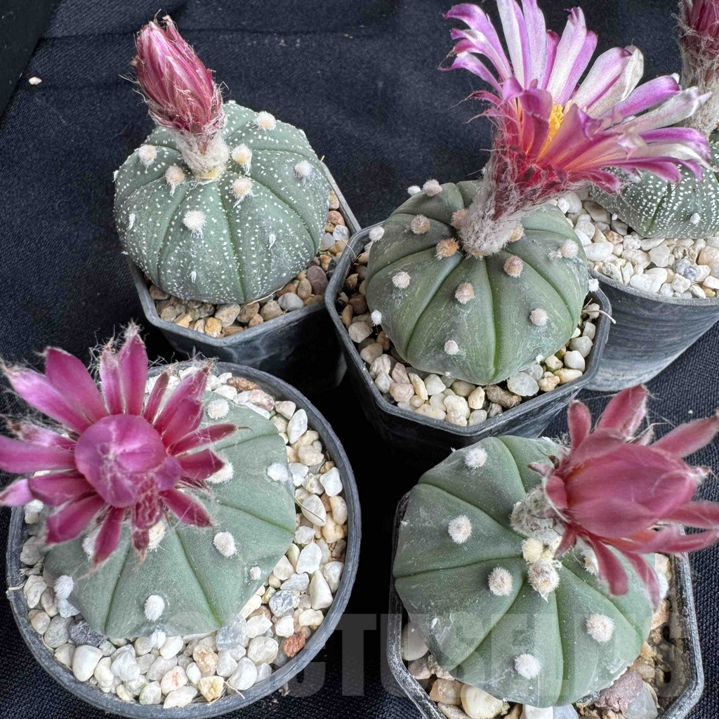 SH8805 Astrophytum asterias 'Akabana' - Imagen 3