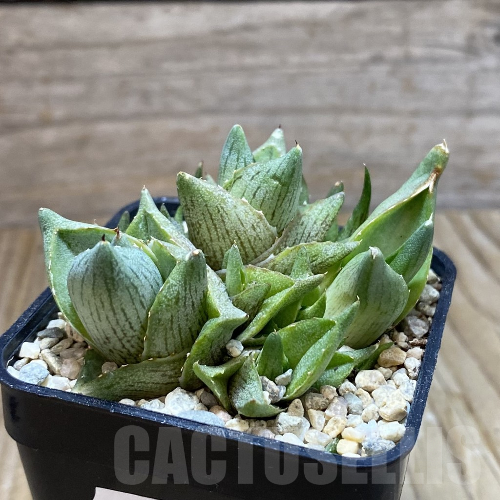 SH8764 Agave pumila f. caespitosa - Image 2