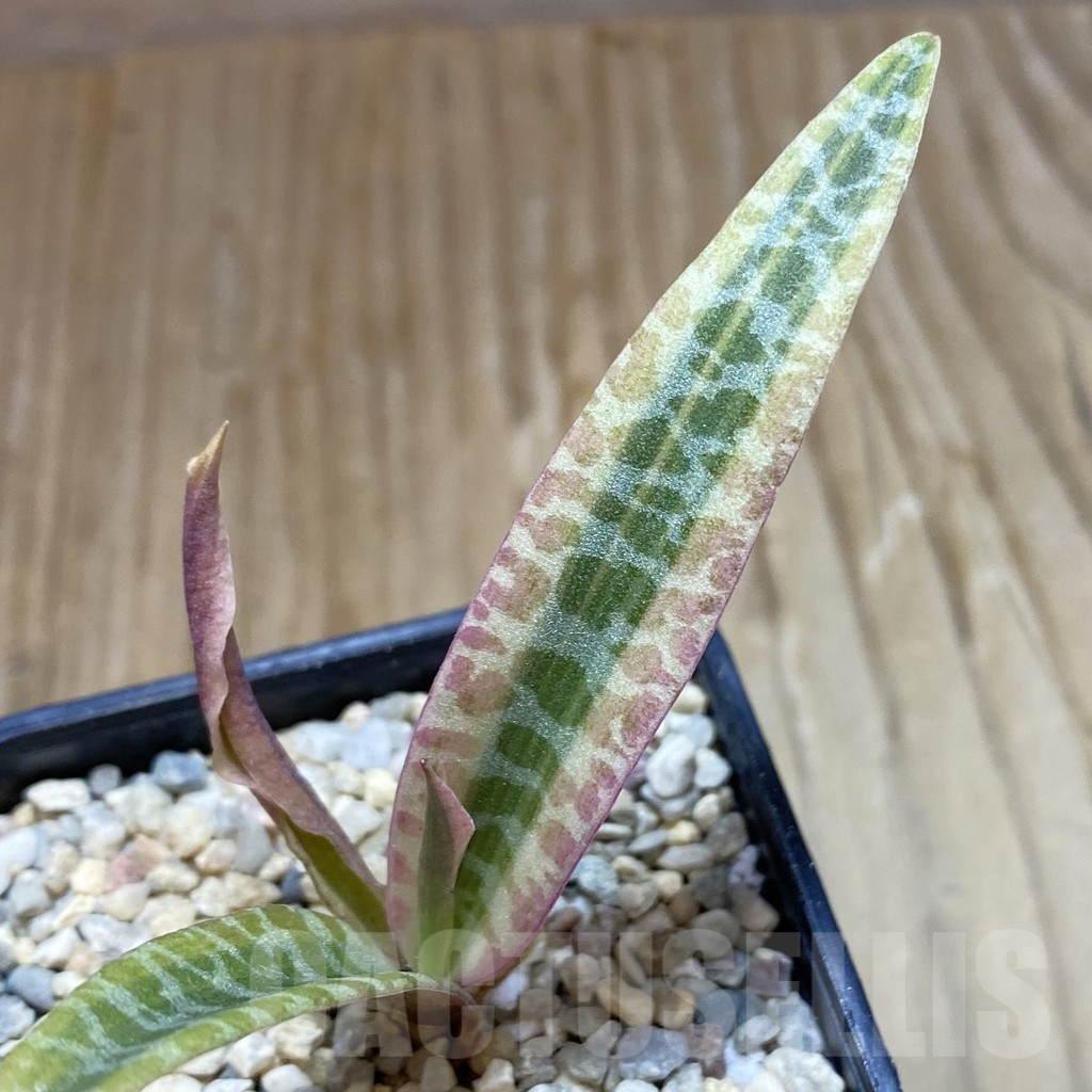 SH8759 Ledebouria socialis f. variegata