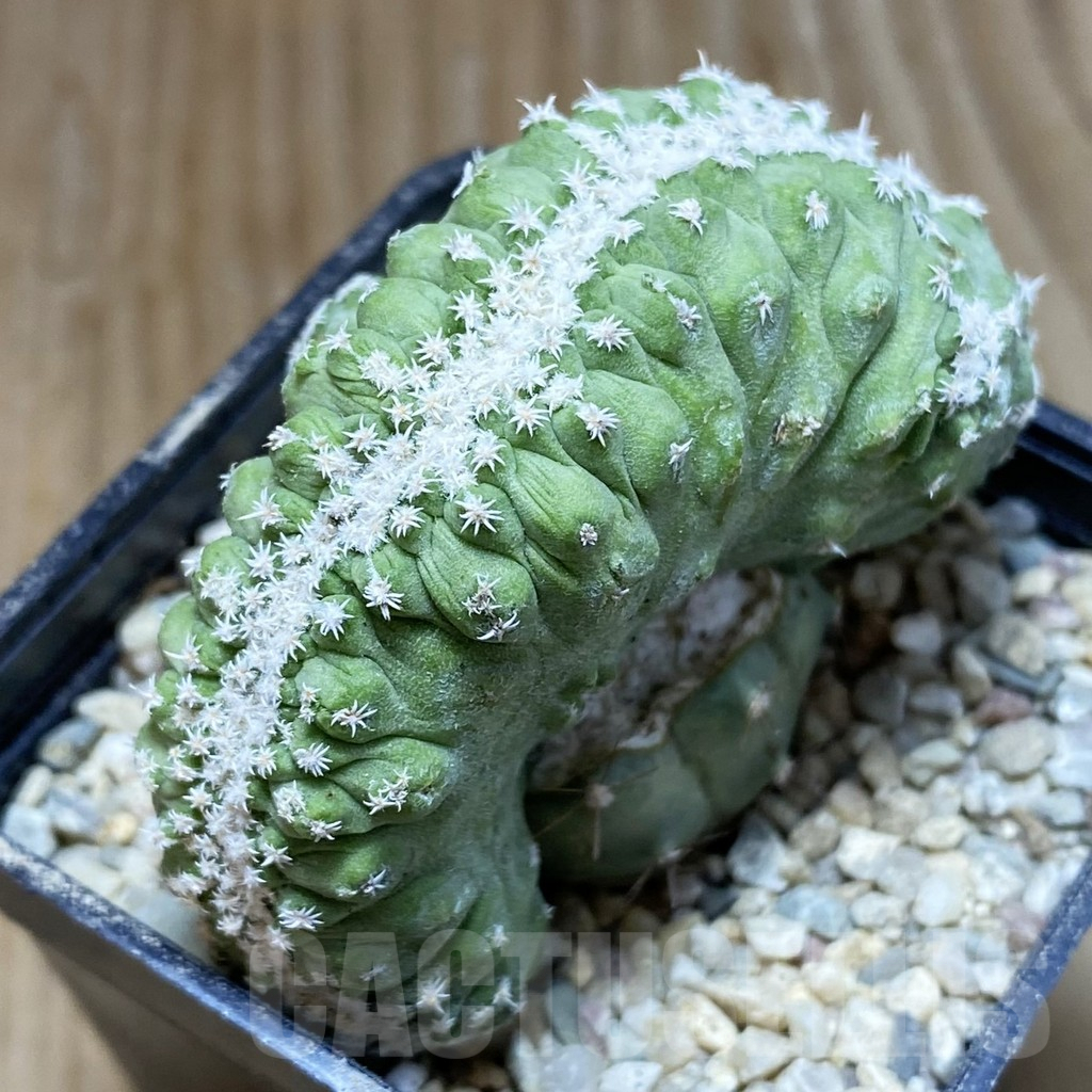 SH8765 Strombocactus disciformis f. cristata, grafted