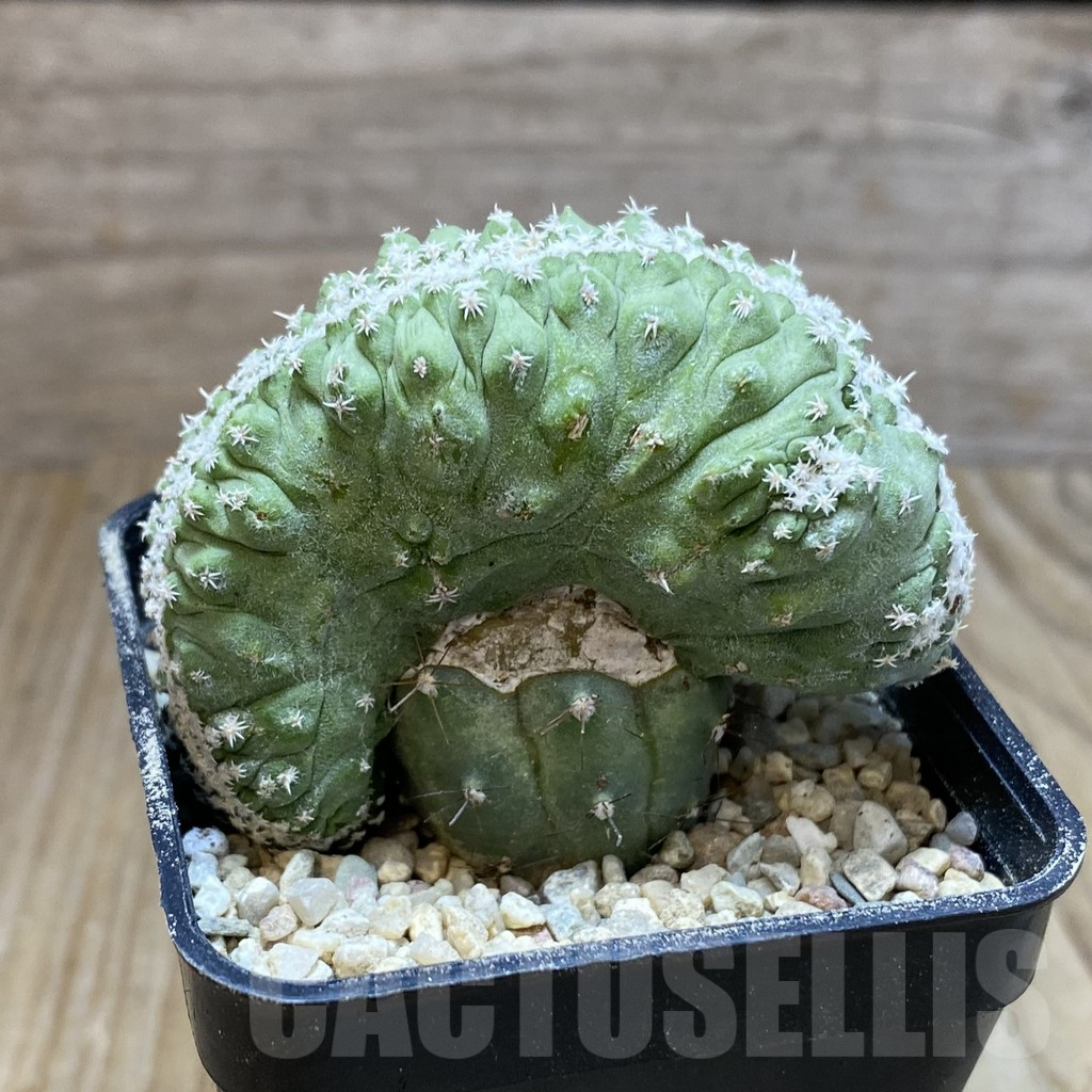 SH8765 Strombocactus disciformis f. cristata, grafted - immagine 2
