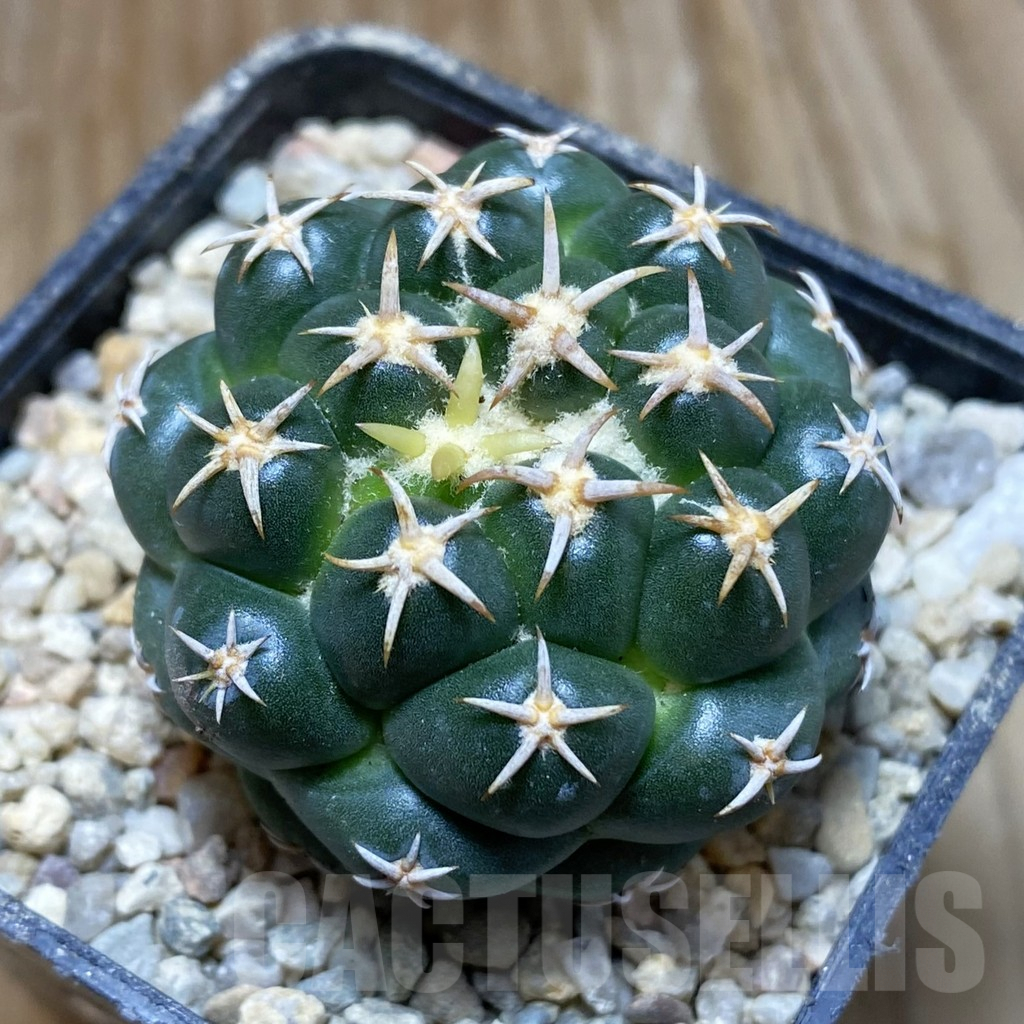 SH8766 Coryphantha elephantidens ‘Family’