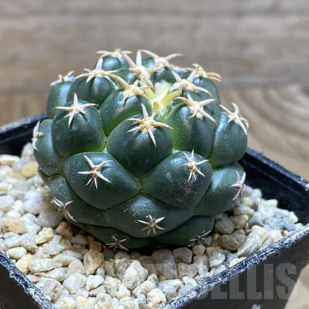 SH8766 Coryphantha elephantidens ‘Family’ - immagine 2