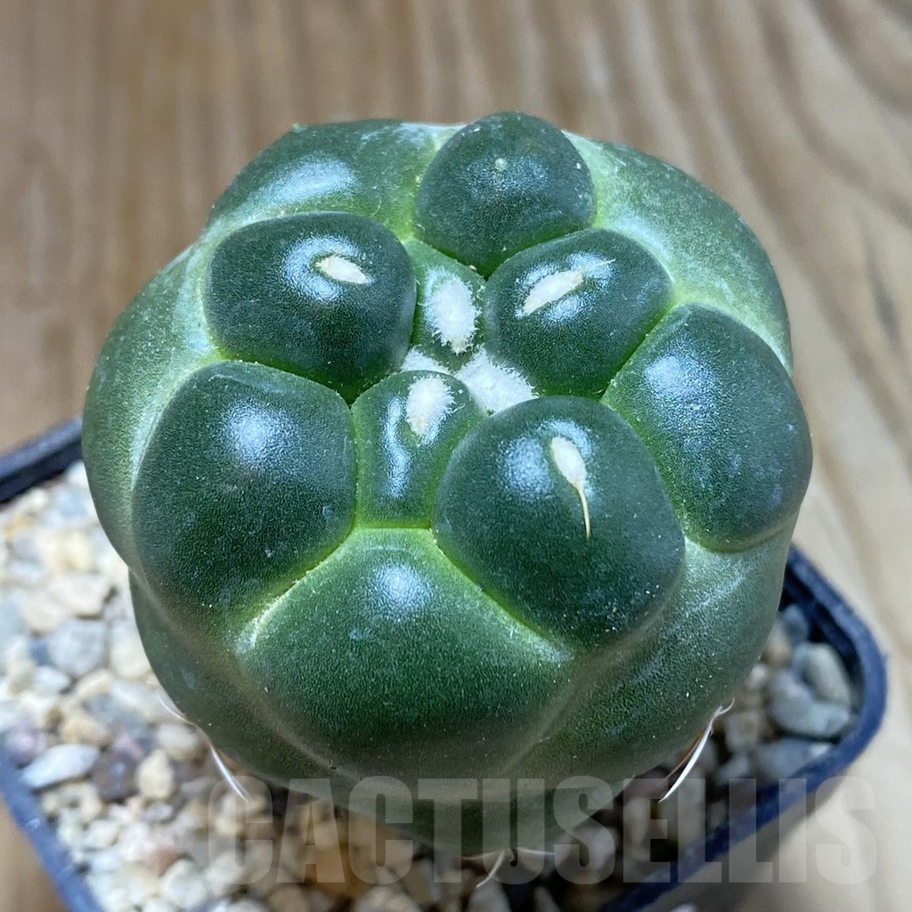 SH8767 Coryphantha elephantidens ‘inermis’