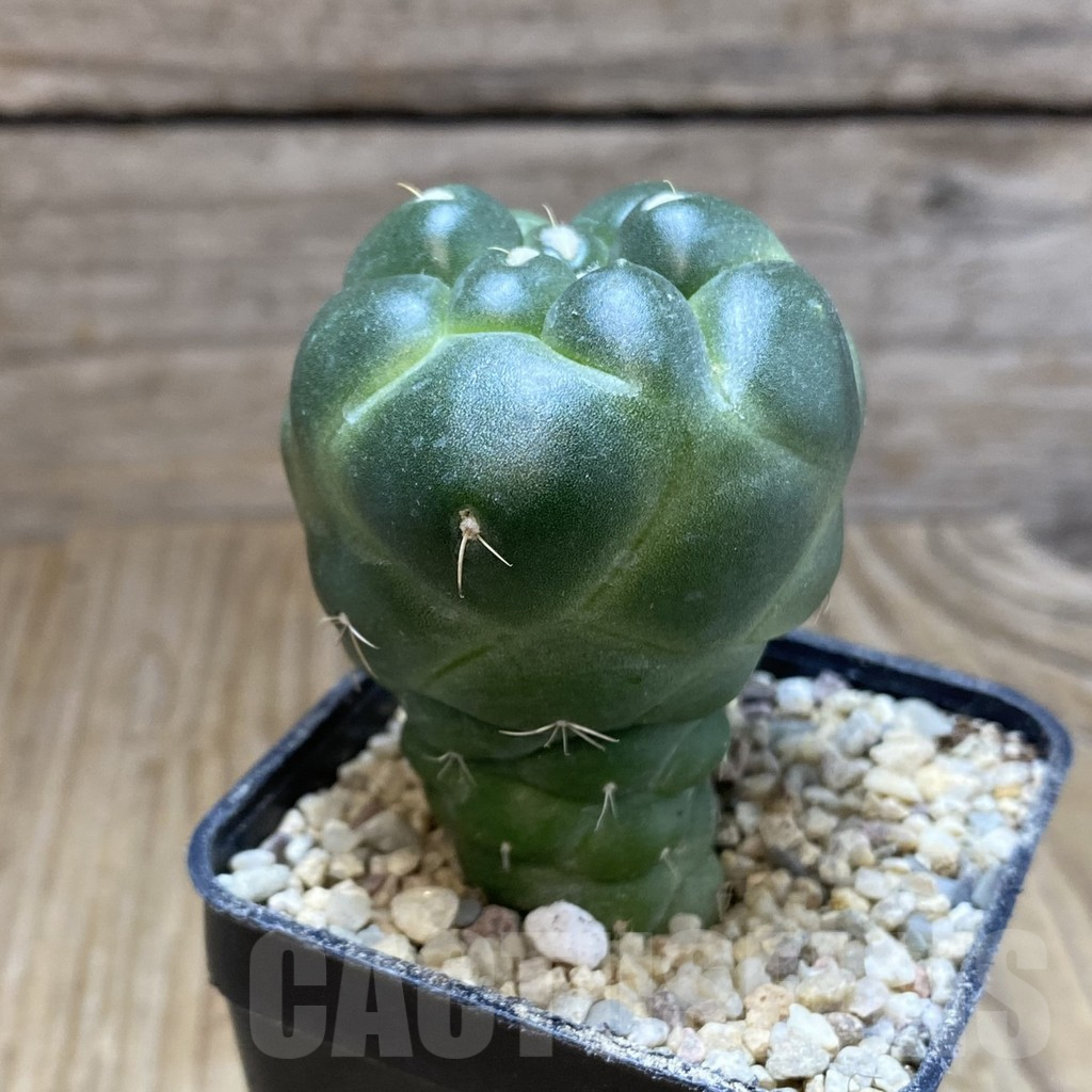 SH8767 Coryphantha elephantidens ‘inermis’ - Image 2