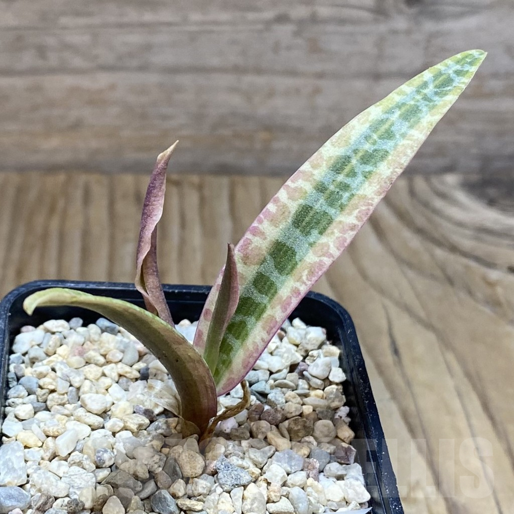 SH8759 Ledebouria socialis f. variegata - Image 2