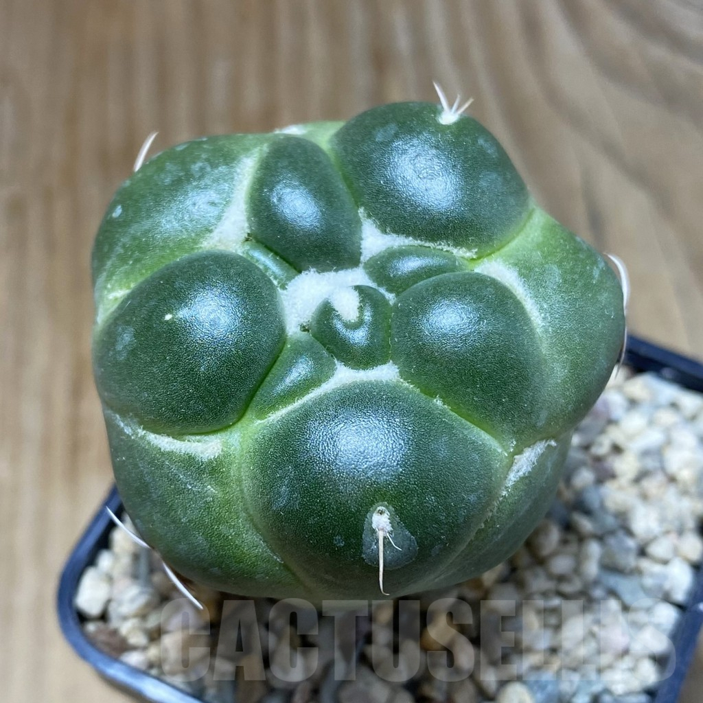 SH8768 Coryphantha elephantidens ‘inermis’