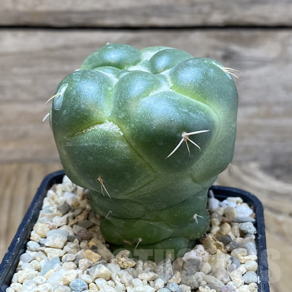 SH8768 Coryphantha elephantidens ‘inermis’ - Obrázek 2