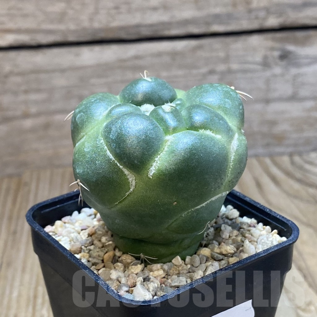 SH8769 Coryphantha elephantidens ‘inermis’ - immagine 2