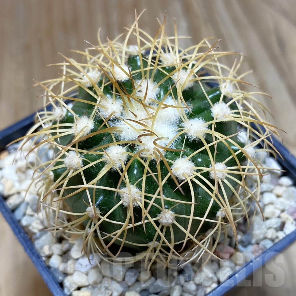 SH8771 Discocactus bahiensis