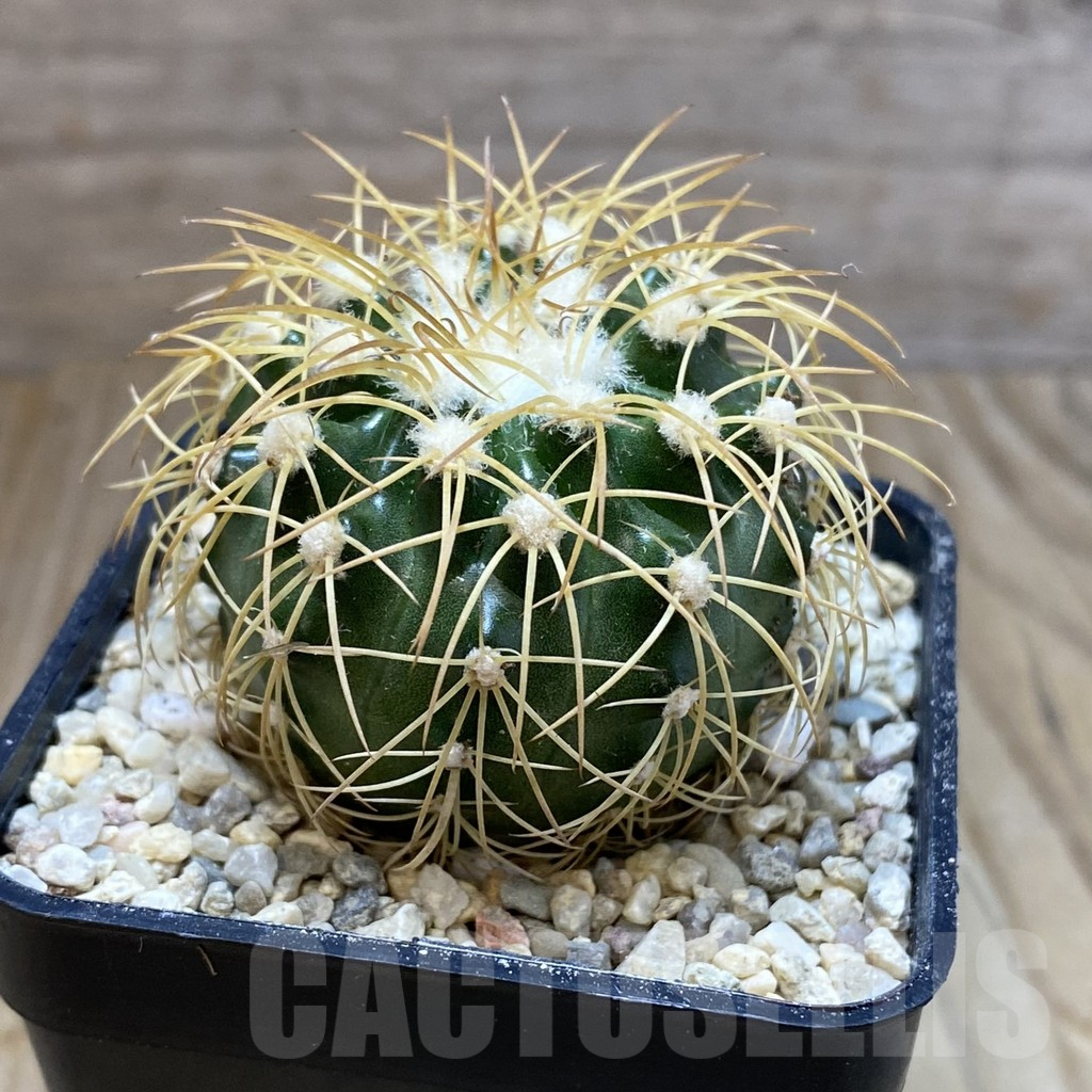 SH8771 Discocactus bahiensis - Image 2