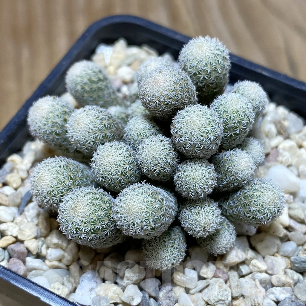 SH8772 Epithelantha micromeris f. monstrosa