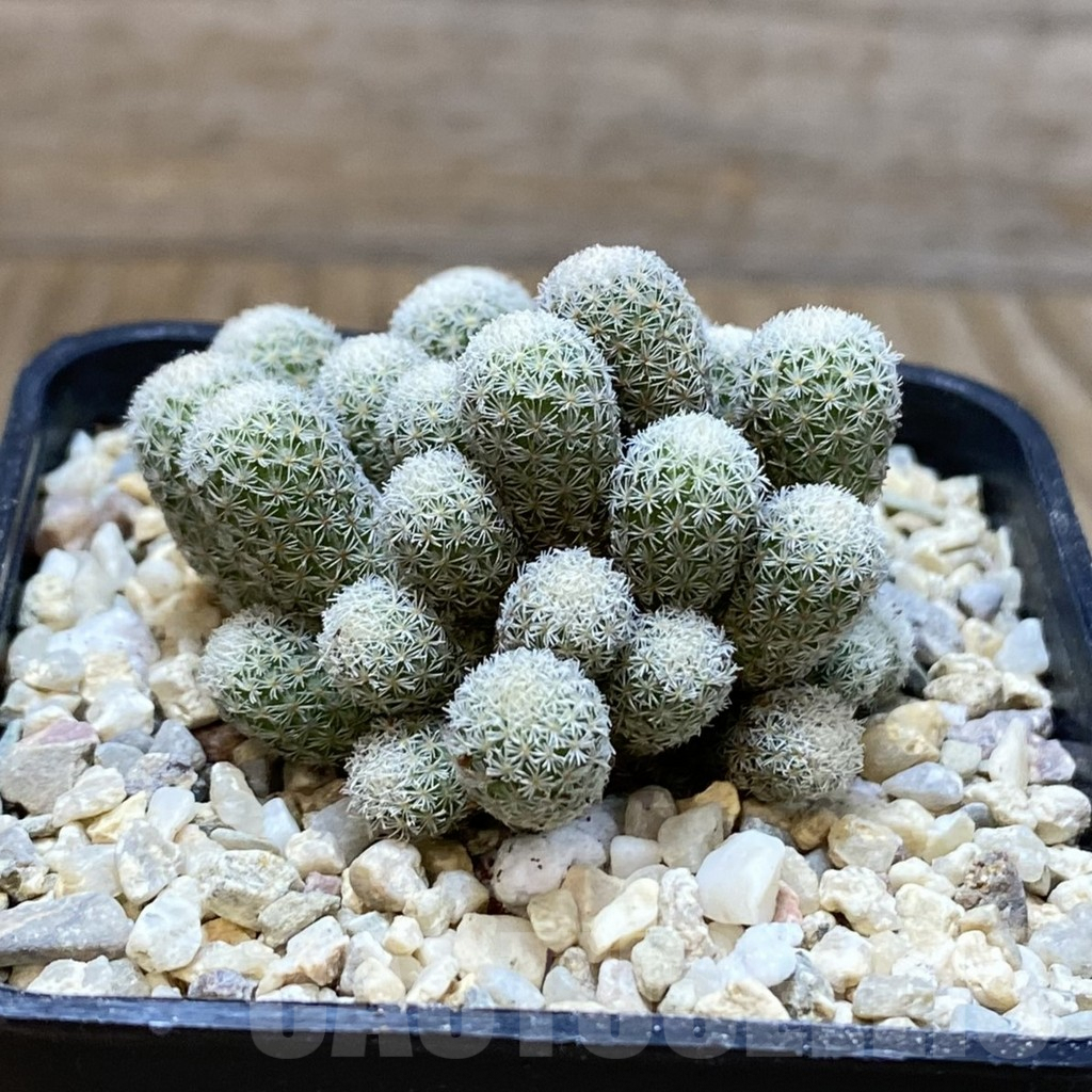 SH8772 Epithelantha micromeris f. monstrosa - Image 2