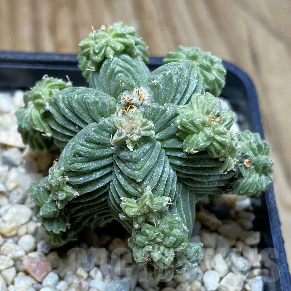 SH8774 Aztekium valdezii, grafted - Image 2