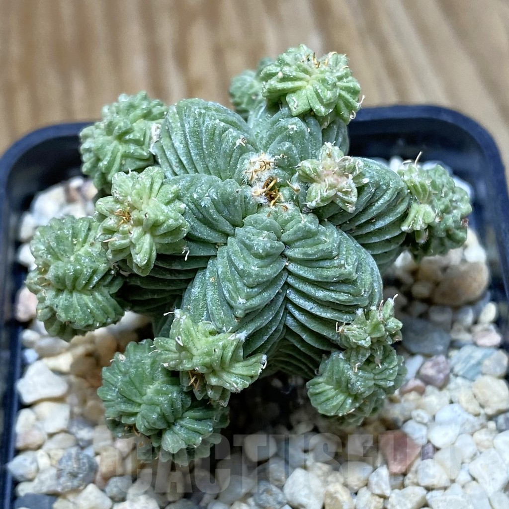 SH8774 Aztekium valdezii, grafted