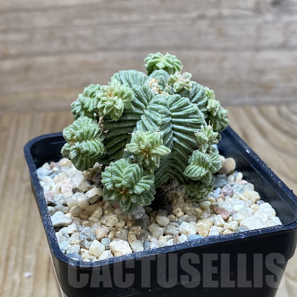 SH8774 Aztekium valdezii, grafted - Image 3