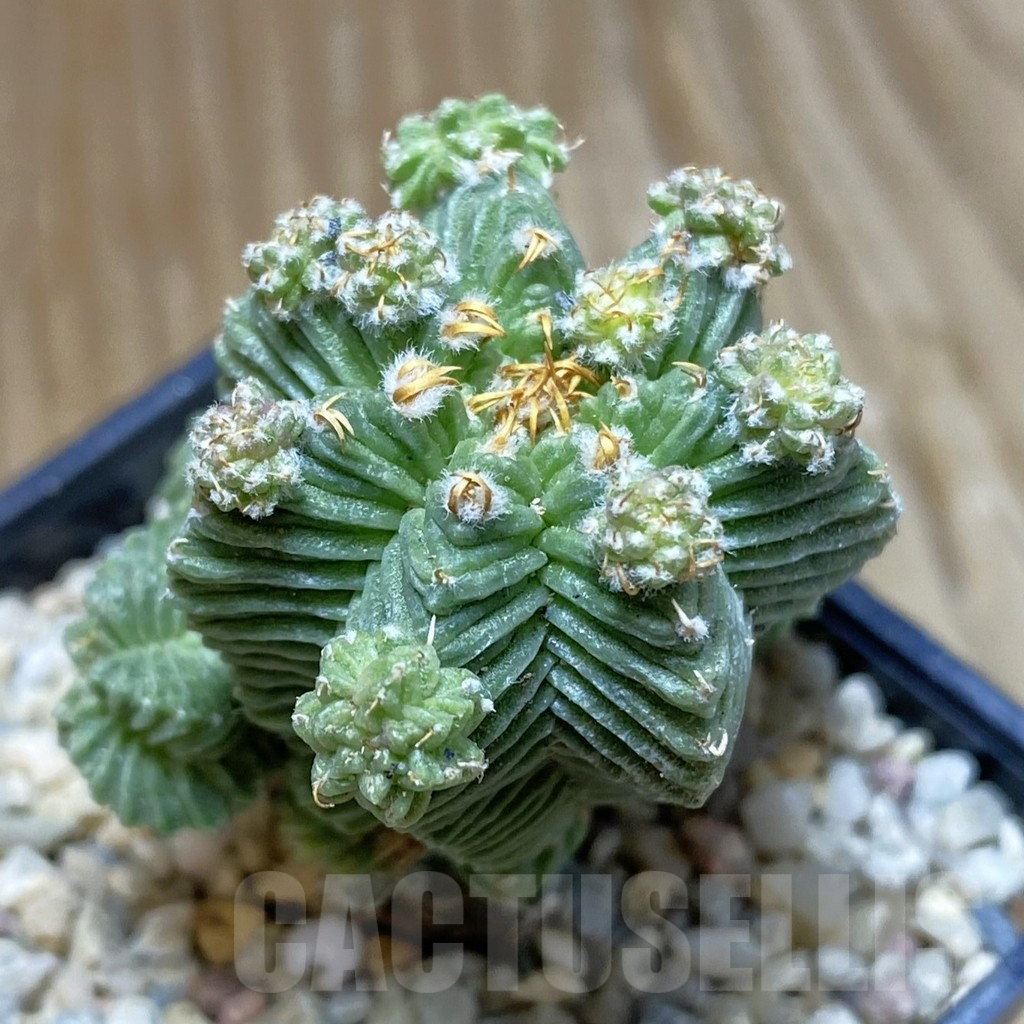 SH8775 Aztekium valdezii, grafted