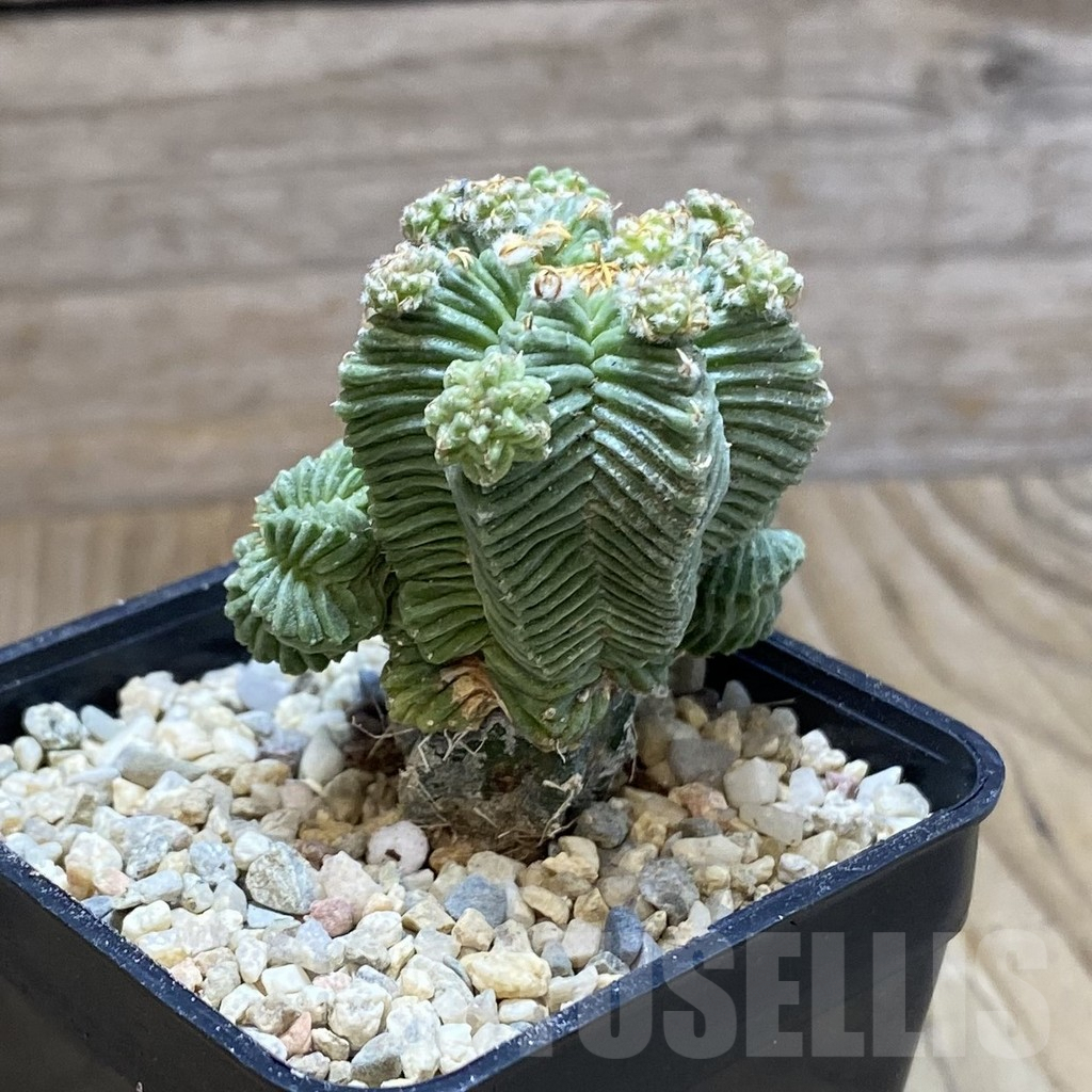 SH8775 Aztekium valdezii, grafted - immagine 2