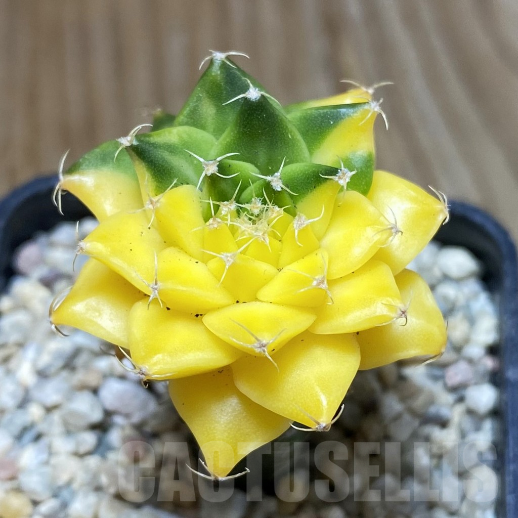 SH8776 Obregonia denegrii f. variegata, grafted