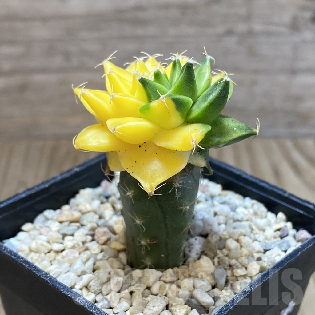 SH8776 Obregonia denegrii f. variegata, grafted - Obrázek 2