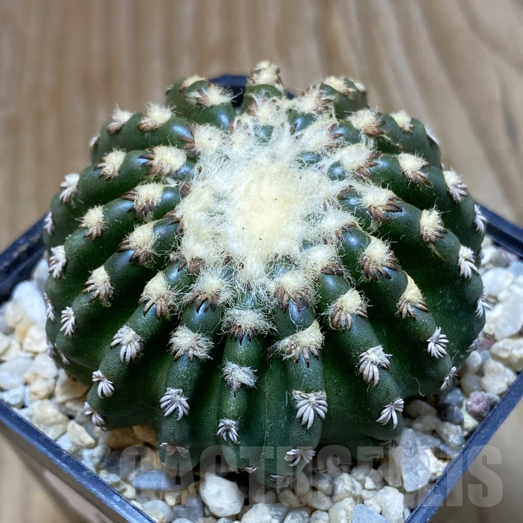 SH8780 Discocactus horstii