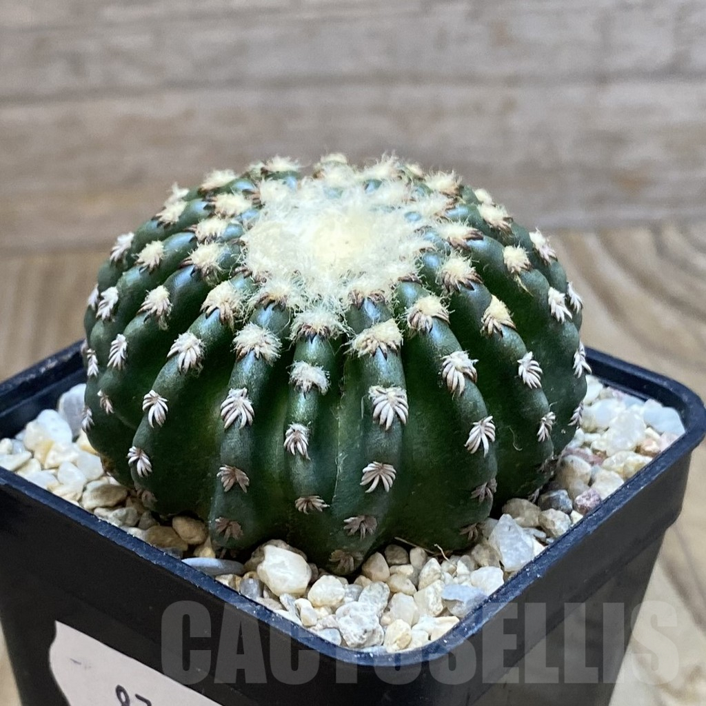 SH8780 Discocactus horstii - Image 2