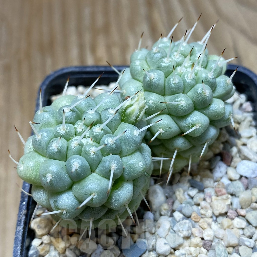 SH8781 Mammillaria schumannii f. monstrosa