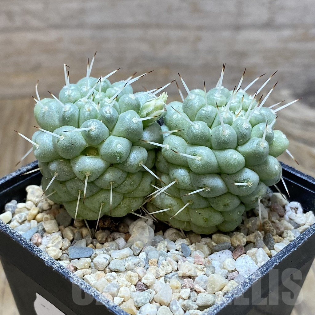 SH8781 Mammillaria schumannii f. monstrosa - Obrázek 2