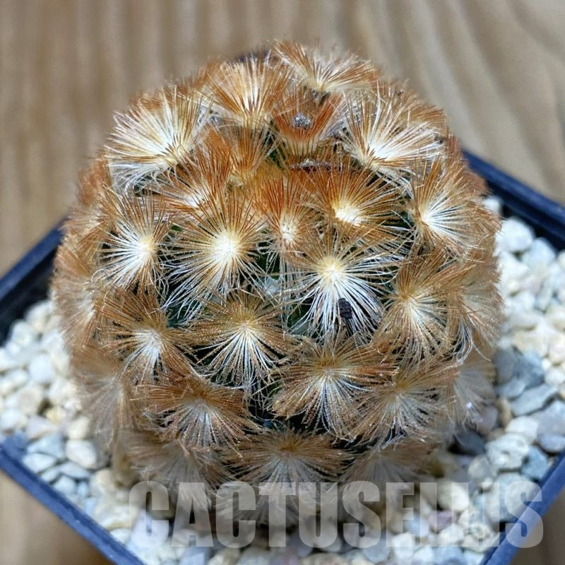 SH8784 Mammillaria carmenae hybrid, seedling