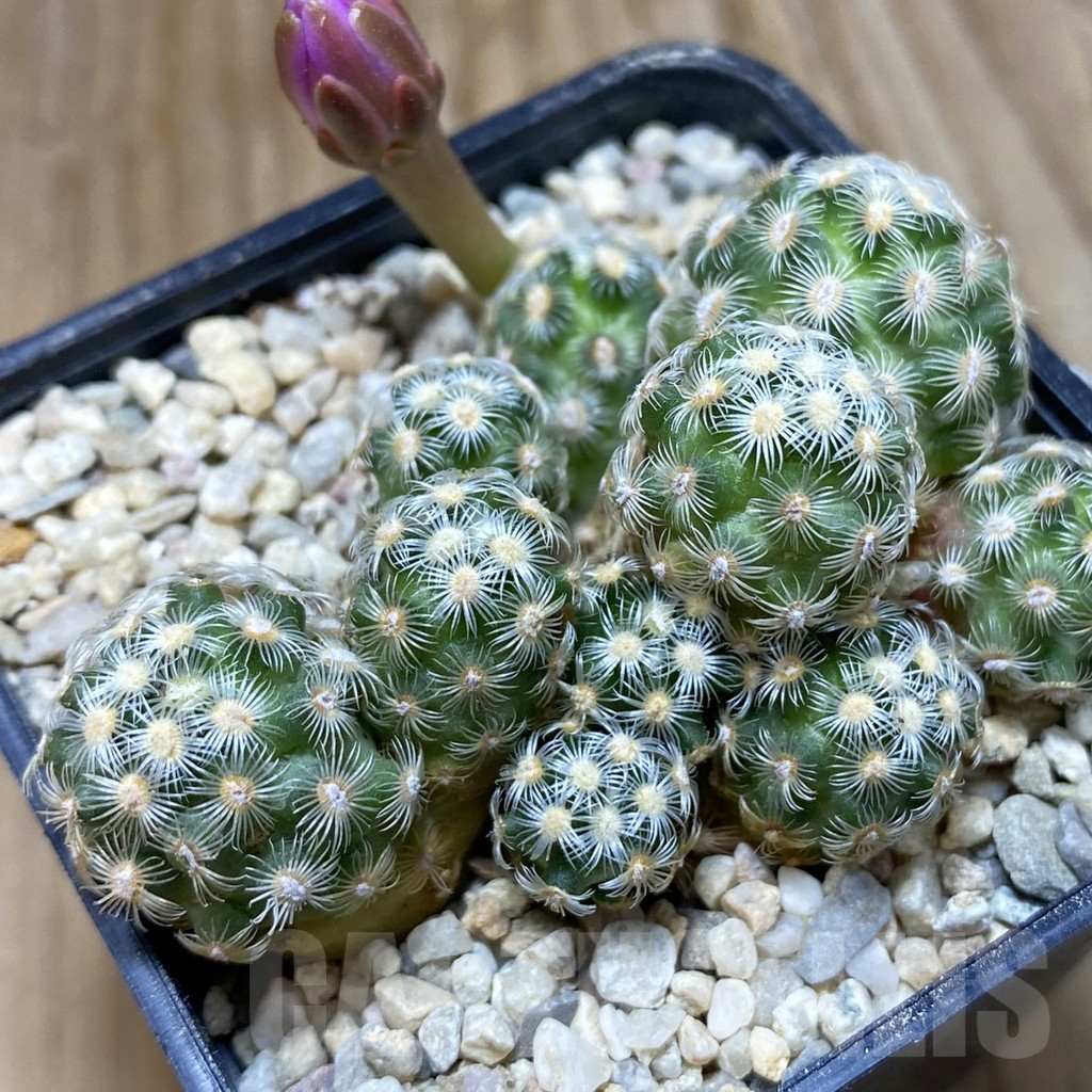 SH8787 Mammillaria saboae v. haudeana
