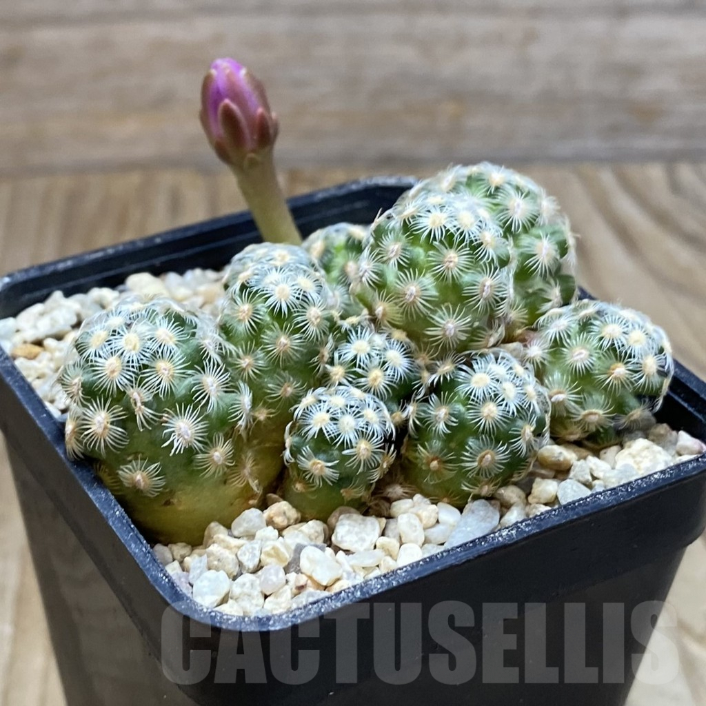 SH8787 Mammillaria saboae v. haudeana - Obrázek 2