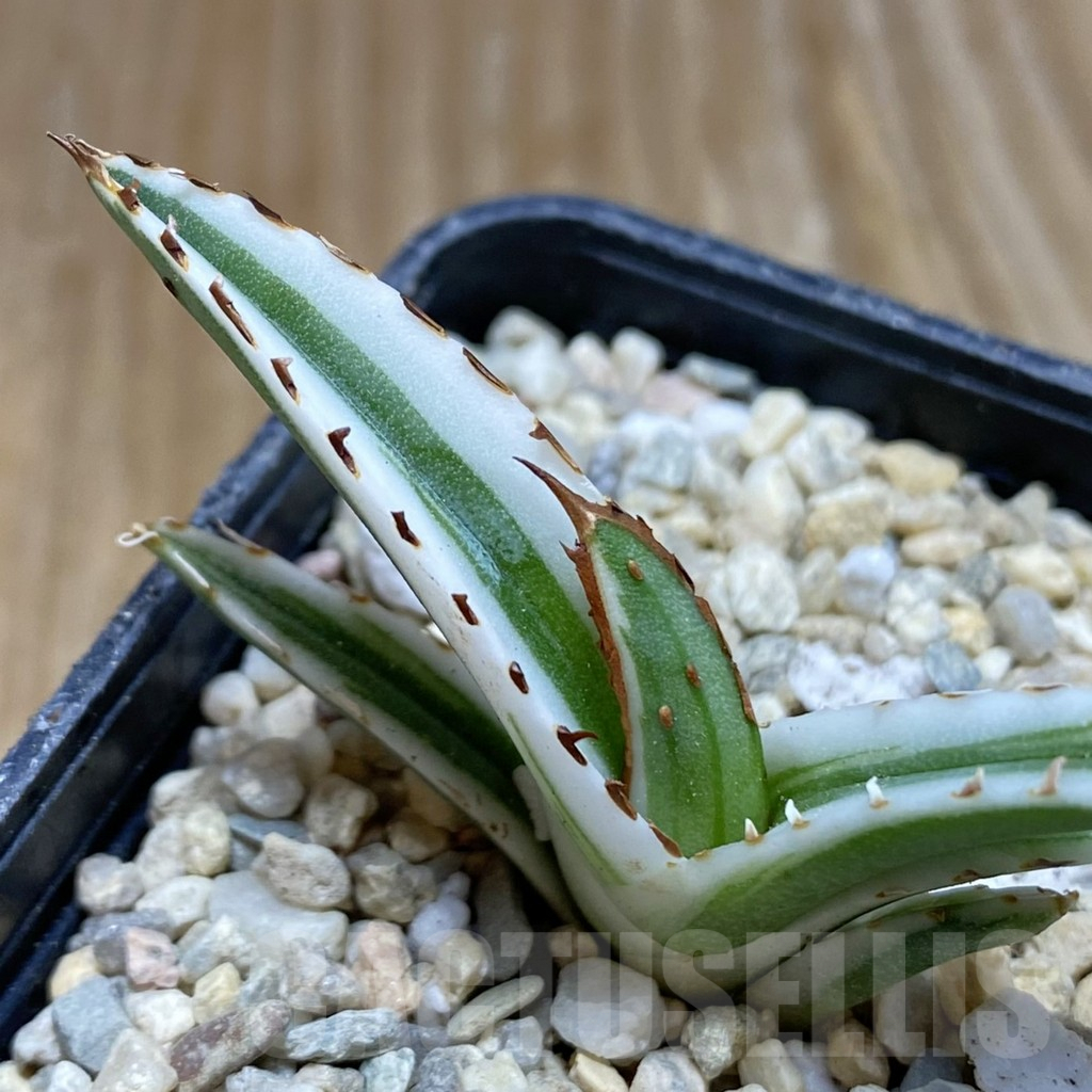 SH8761 Agave victoriae-reginae 'White Rhino'