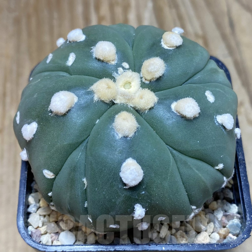 SH8916 Astrophytum asterias 'Kikko' 'Akabana', 5-ribs