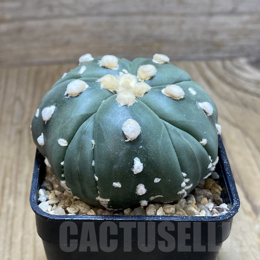 SH8916 Astrophytum asterias 'Kikko' 'Akabana', 5-ribs - Imagen 2