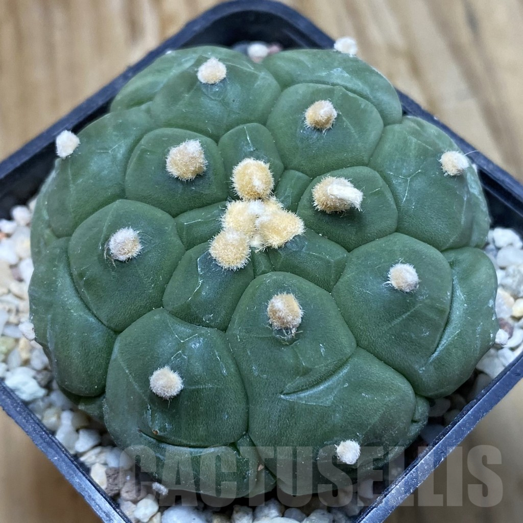 SH8919 Astrophytum asterias ‘Kikko’