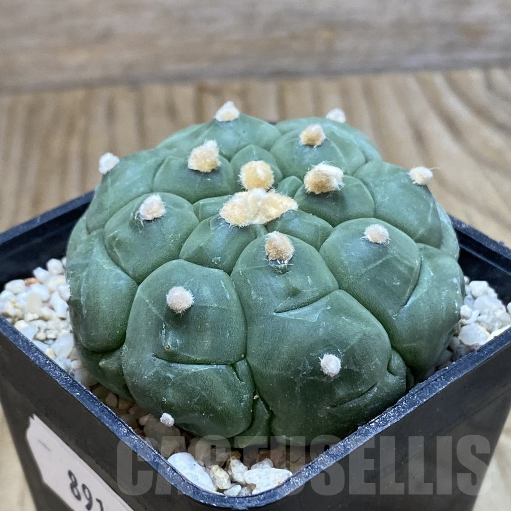 SH8919 Astrophytum asterias ‘Kikko’ - Obrázek 2