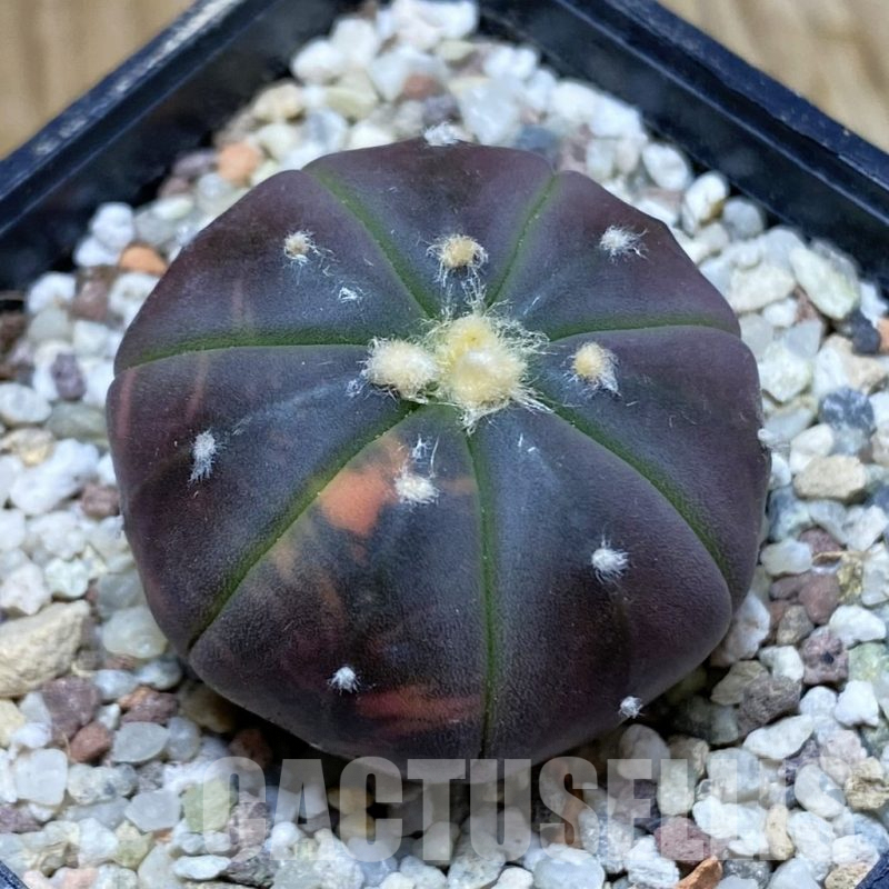 SH8923 Astrophytum asterias ‘Red Purple Skin’