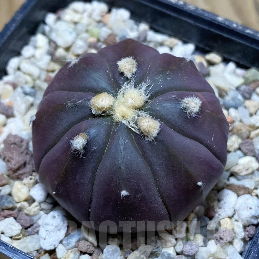 SH8924 Astrophytum asterias ‘Red Purple Skin’