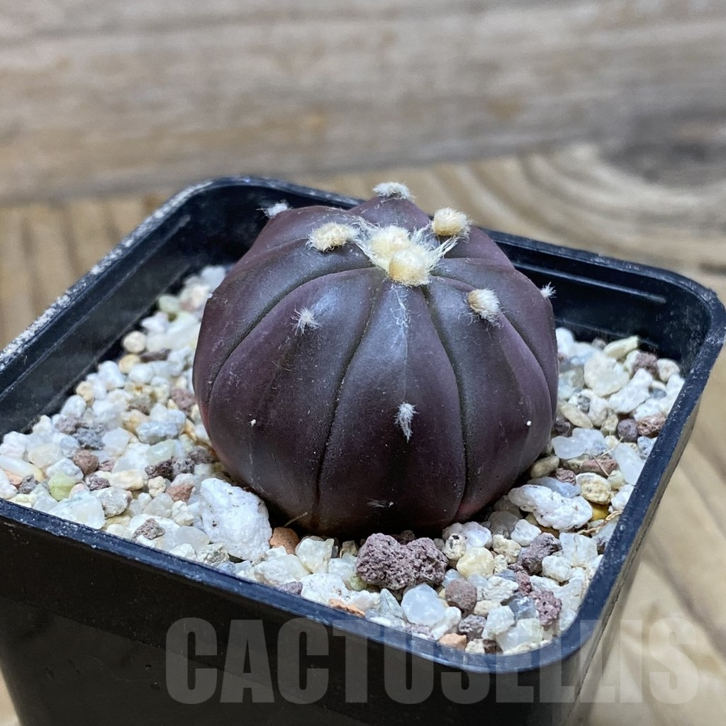 SH8924 Astrophytum asterias ‘Red Purple Skin’ - Image 2