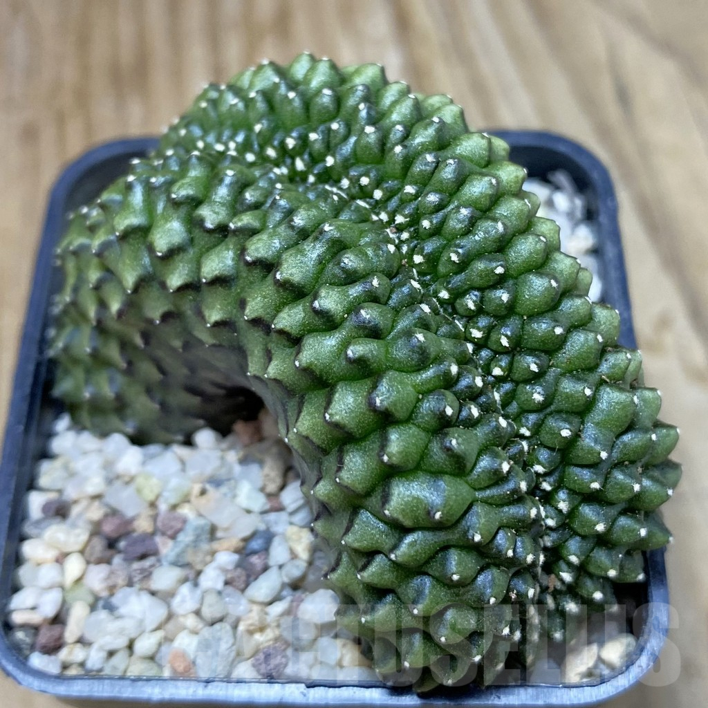 SH8927 Gymnocalycium mihanovichii ‘inermis’ f. cristata