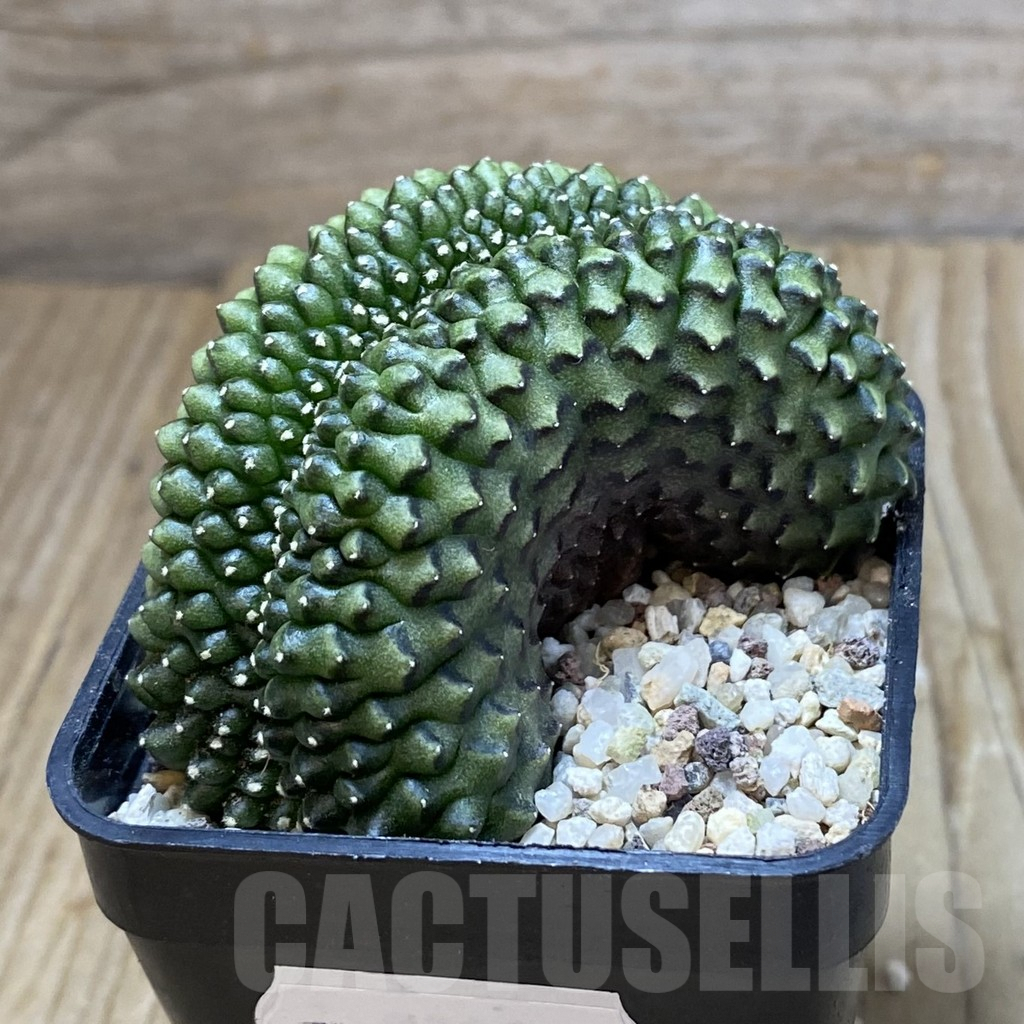 SH8927 Gymnocalycium mihanovichii ‘inermis’ f. cristata – Bild 2