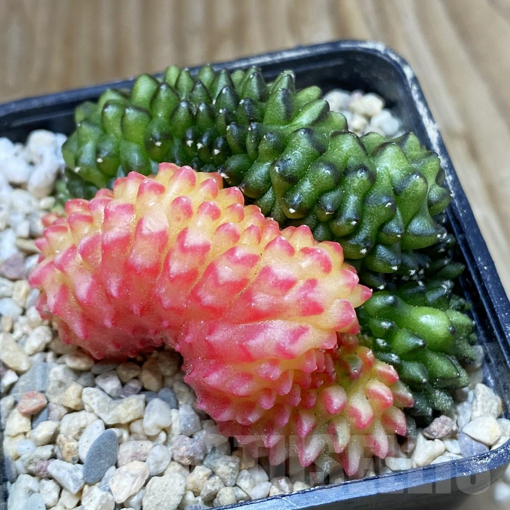 SH8928 Gymnocalycium mihanovichii 'inermis' variegata f. cristata