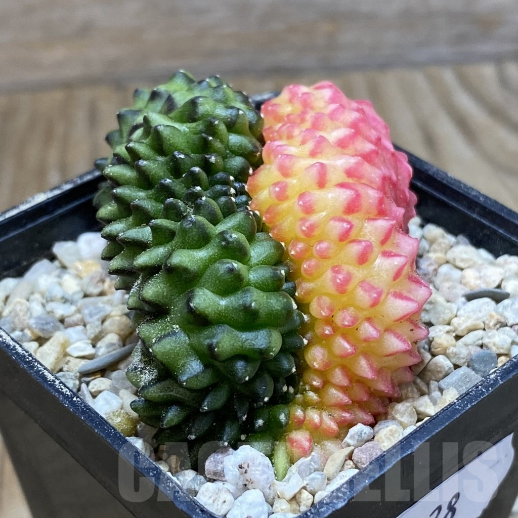 SH8928 Gymnocalycium mihanovichii 'inermis' variegata f. cristata – Image 2