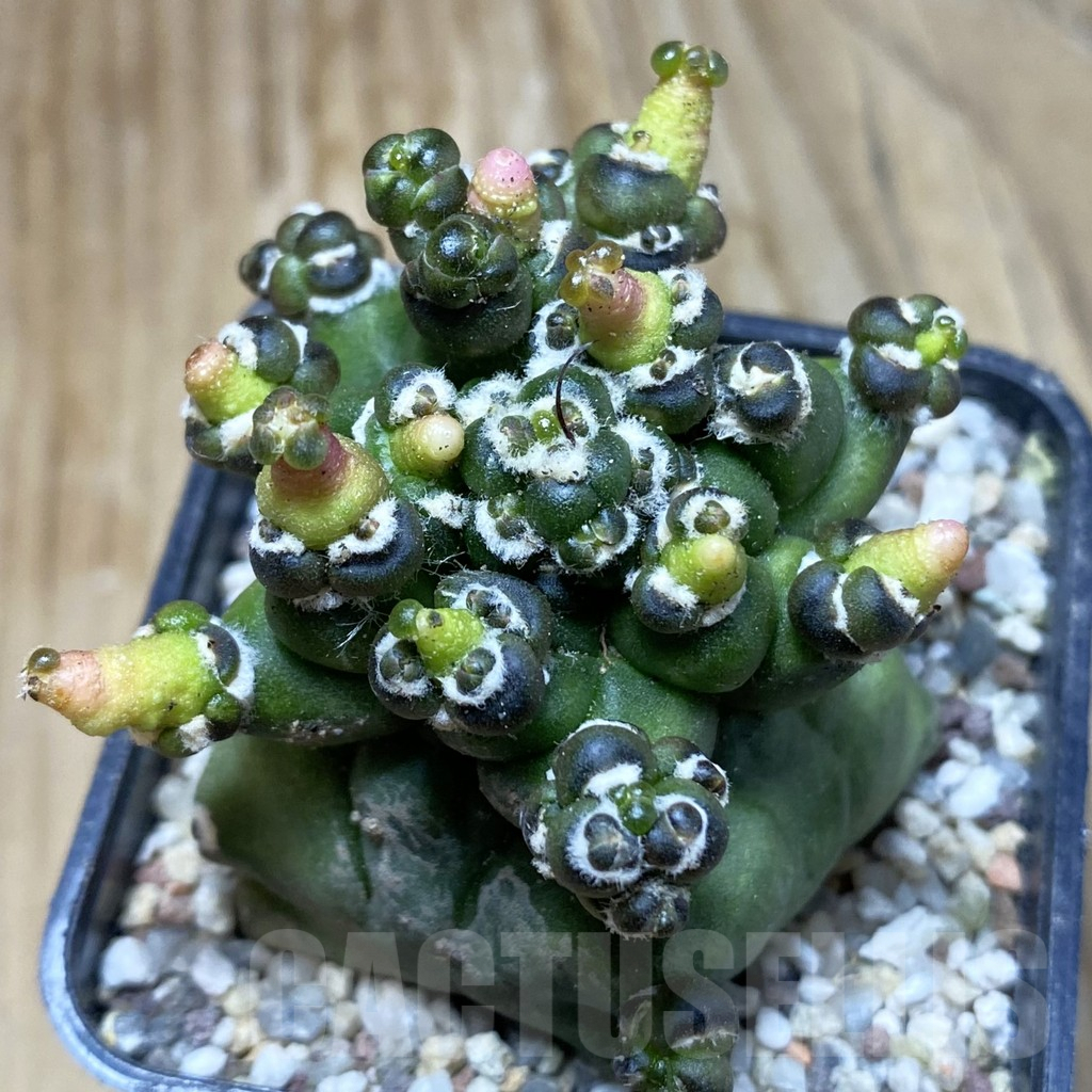 SH8930 Gymnocalycium mihanovichii 'Transformer'